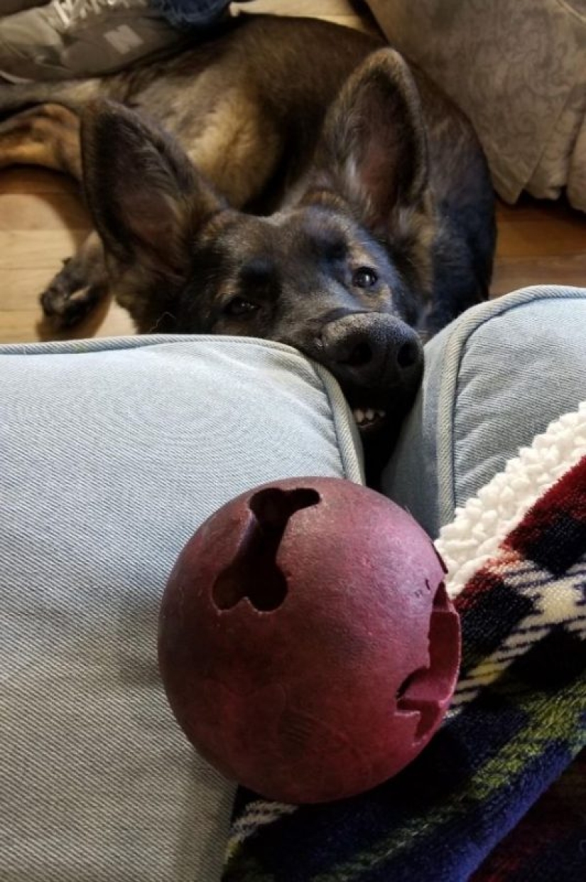 Parece que estos animales están locos Parece que estos animales están locos