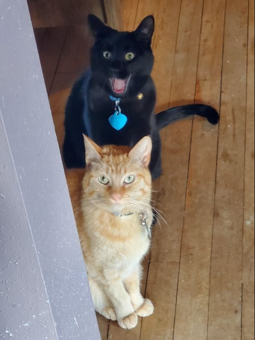 Parece que estos animales están locos Parece que estos animales están locos