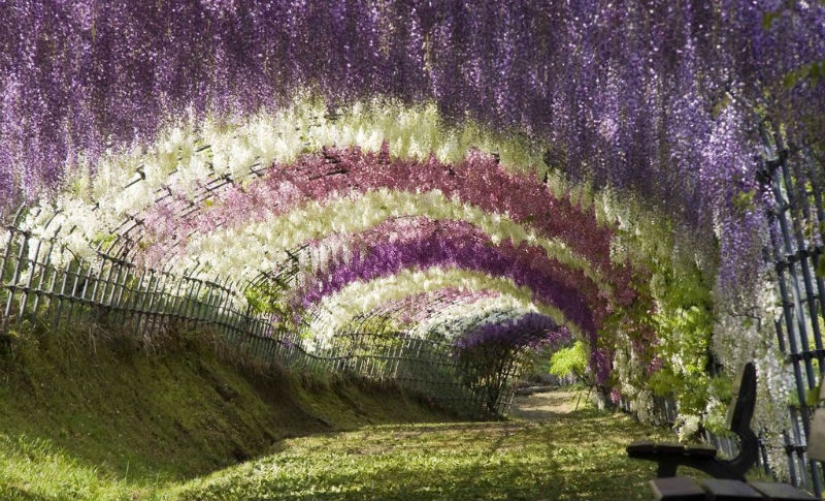 Park of flowers Ashikaga Park of flowers Ashikaga