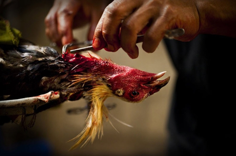 Peleas de gallos en Filipinas