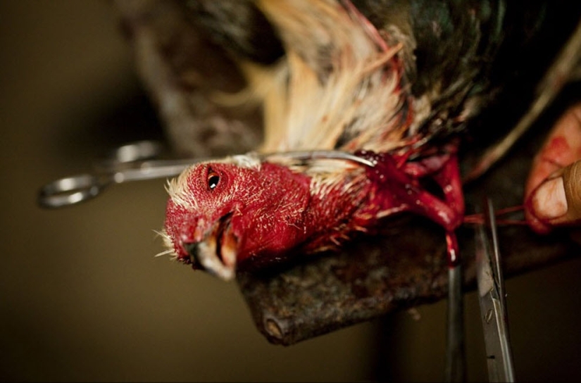 Peleas de gallos en Filipinas