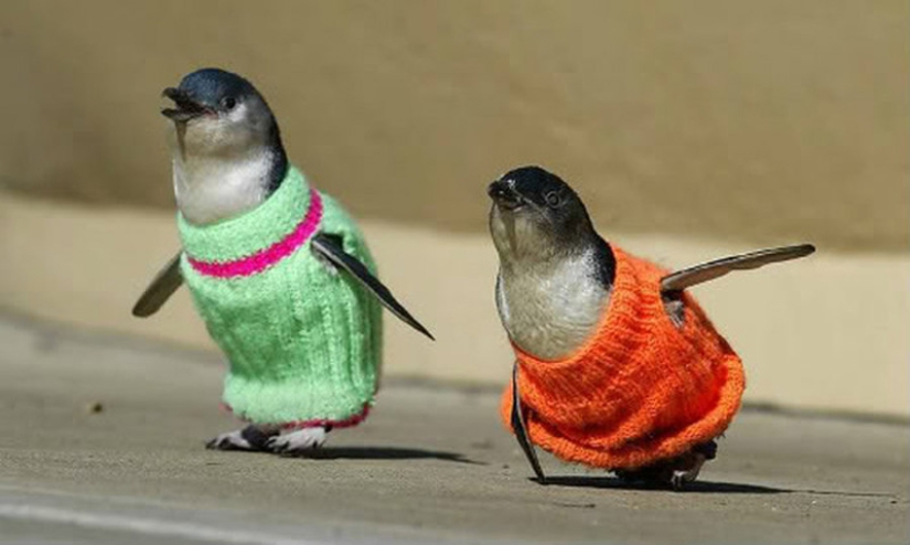 Penguins in sweaters