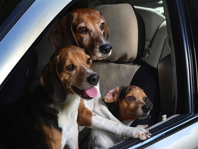 Perros en los coches