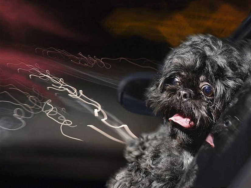 Perros en los coches