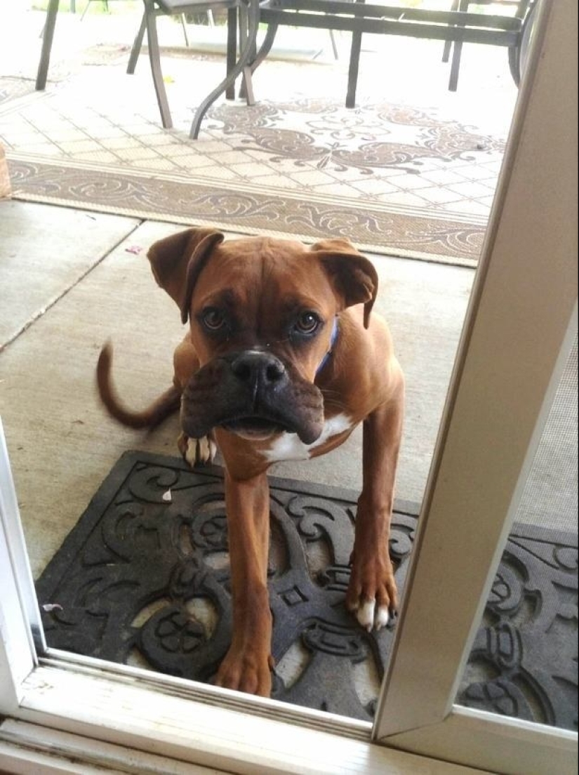 Perros que se comieron una abeja y lo lamentan mucho