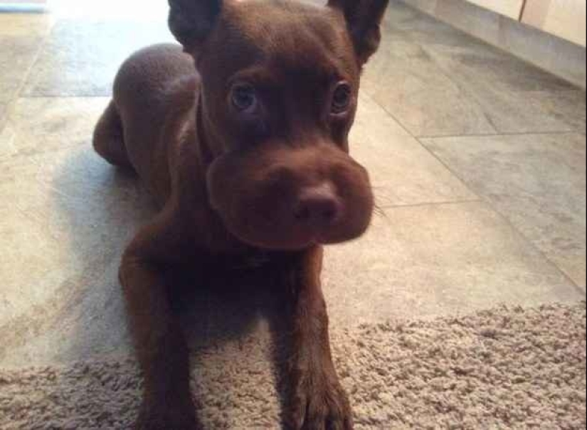 Perros que se comieron una abeja y lo lamentan mucho