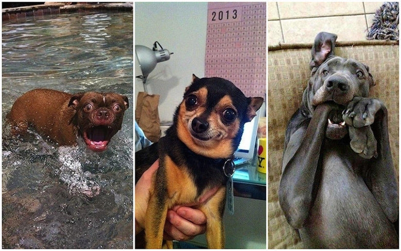 Perros que simplemente no pueden… Perros que simplemente no pueden…