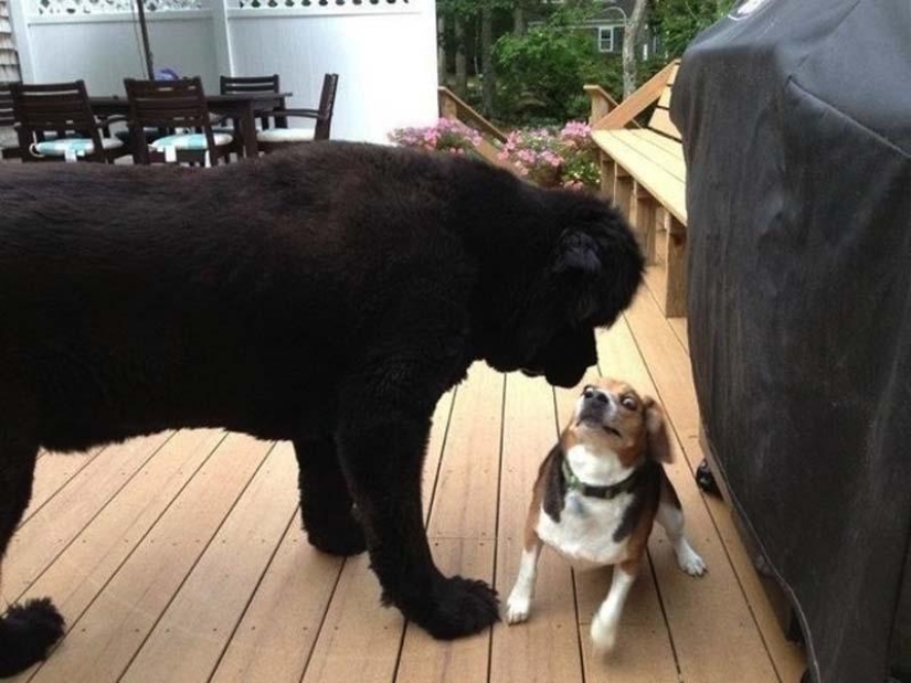 Perros que simplemente no pueden… Perros que simplemente no pueden…