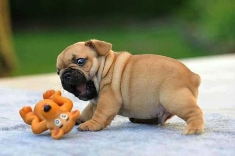 Perros que simplemente no pueden… Perros que simplemente no pueden…