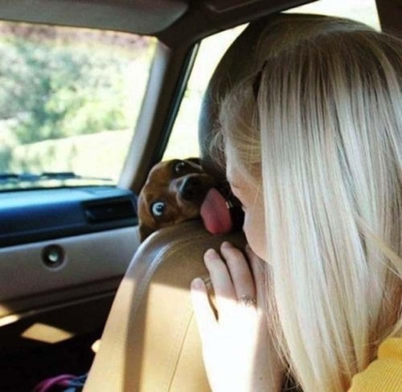 Perros que simplemente no pueden… Perros que simplemente no pueden…