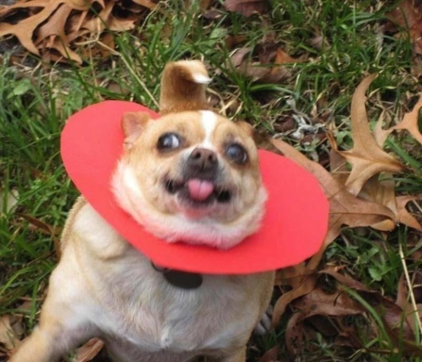 Perros que simplemente no pueden… Perros que simplemente no pueden…