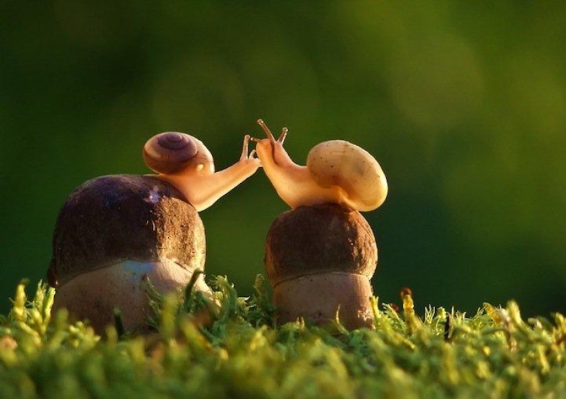 Personal life of snails Personal life of snails
