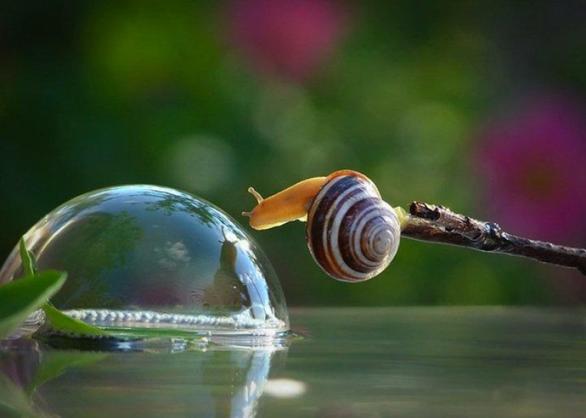 Personal life of snails Personal life of snails