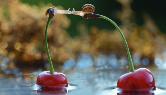 Personal life of snails