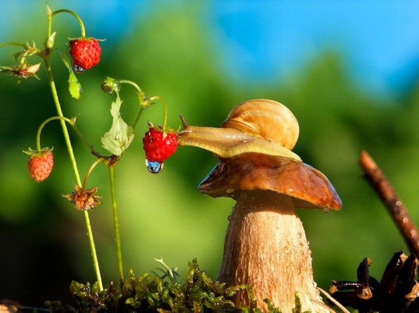 Personal life of snails Personal life of snails