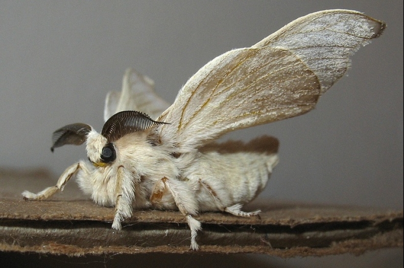 Pheromones humans and animals: is there love at first scent