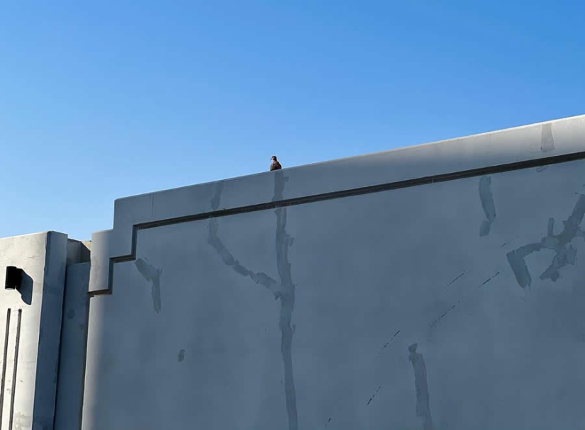 Photographer Arsenio Jr Nidoy Captures Perfectly Timed Humorous Moments on Streets