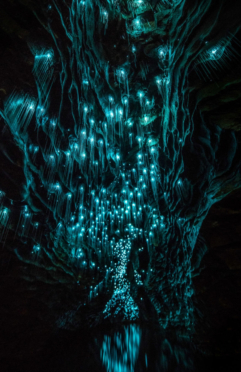 Photographer took a starry sky of fireflies in a New Zealand cave