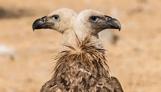 Photographers accidentally make mutants out of wild animals