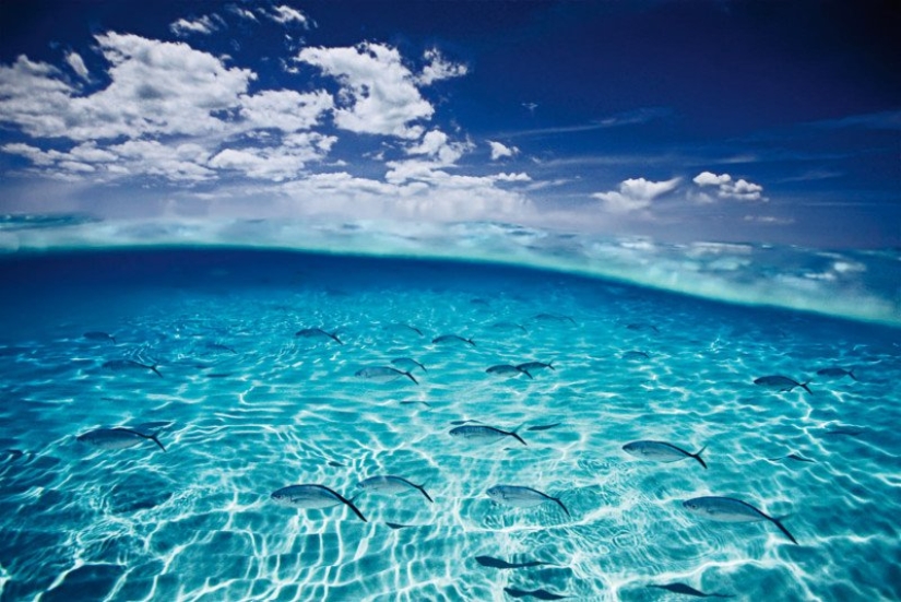 Photographs by David Dubile: the world on the surface and under water