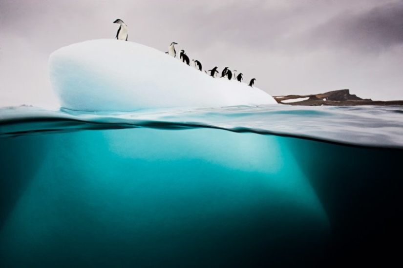 Photographs by David Dubile: the world on the surface and under water