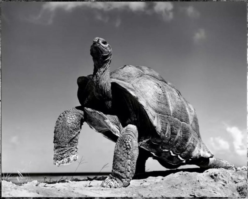 Photos of Gian Paolo Barbieri, who became famous all over the world, shooting female beauty