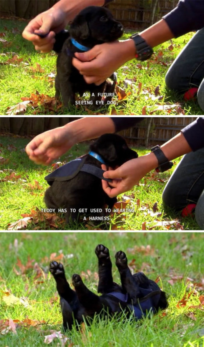 Photos of puppies on their first day on duty Photos of puppies on their first day on duty