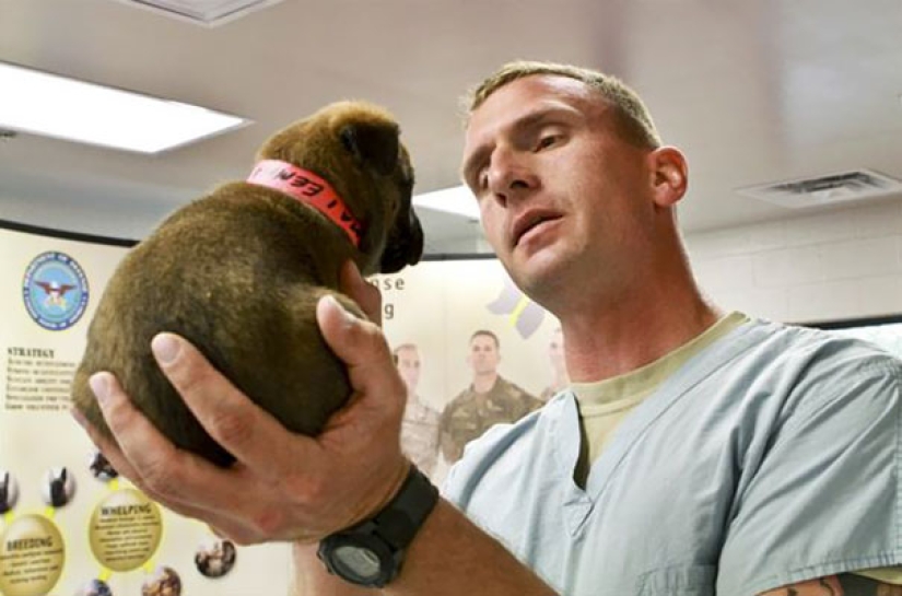 Photos of puppies on their first day on duty Photos of puppies on their first day on duty