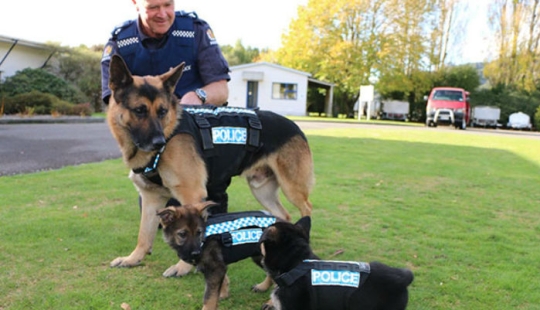 Photos of puppies on their first day on duty