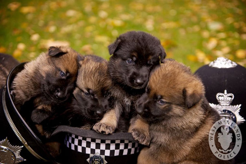 Photos of puppies on their first day on duty Photos of puppies on their first day on duty