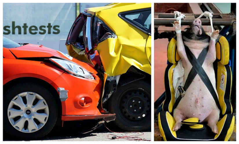 Pigs and dogs are used in crash tests in China Pigs and dogs are used in crash tests in China