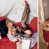 Pin-up-Girls vs cats in the fight for your love