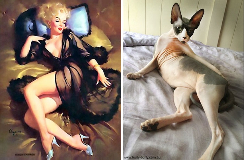 Pin-up-Girls vs cats in the fight for your love Pin-up-Girls vs cats in the fight for your love
