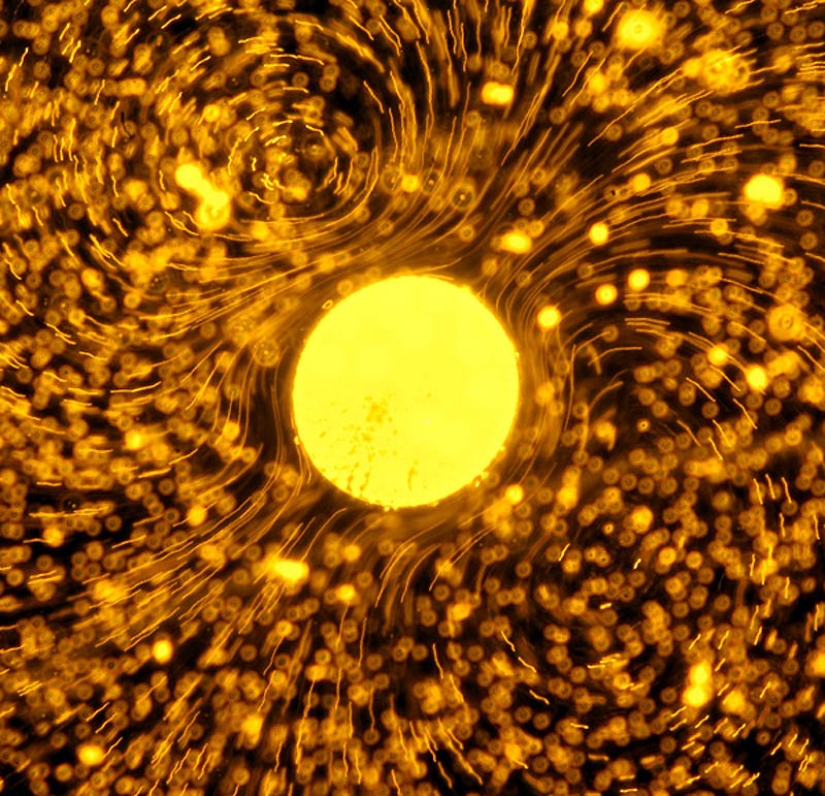 Pinturas psicodélicas creadas por la ciencia