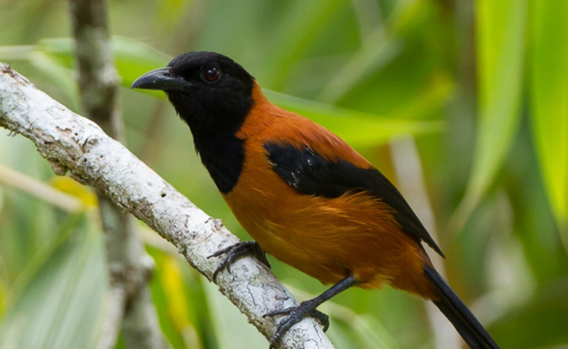 Pitahu is a venomous bird from New Guinea