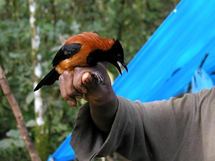 Pitahu is a venomous bird from New Guinea