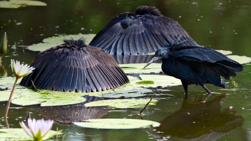 Pájaro Paraguas: Cómo la Garza Negra Convierte sus Alas en una Trampa para Peces Pájaro Paraguas: Cómo la Garza Negra Convierte sus Alas en una Trampa para Peces