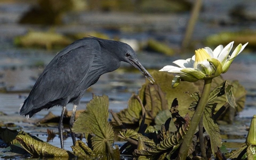 Pájaro Paraguas: Cómo la Garza Negra Convierte sus Alas en una Trampa para Peces Pájaro Paraguas: Cómo la Garza Negra Convierte sus Alas en una Trampa para Peces