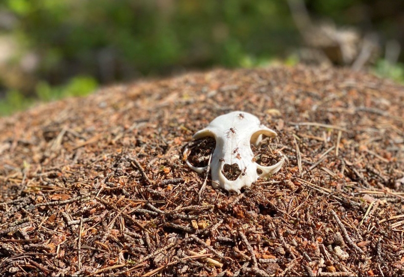 Plantar en un hormiguero — para lo cual Rusia se basó en una ejecución dolorosa Plantar en un hormiguero — para lo cual Rusia se basó en una ejecución dolorosa