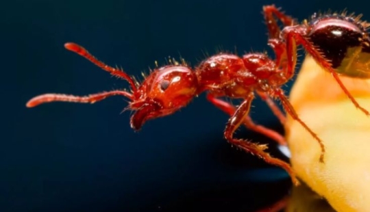 Plantar en un hormiguero — para lo cual Rusia se basó en una ejecución dolorosa Plantar en un hormiguero — para lo cual Rusia se basó en una ejecución dolorosa