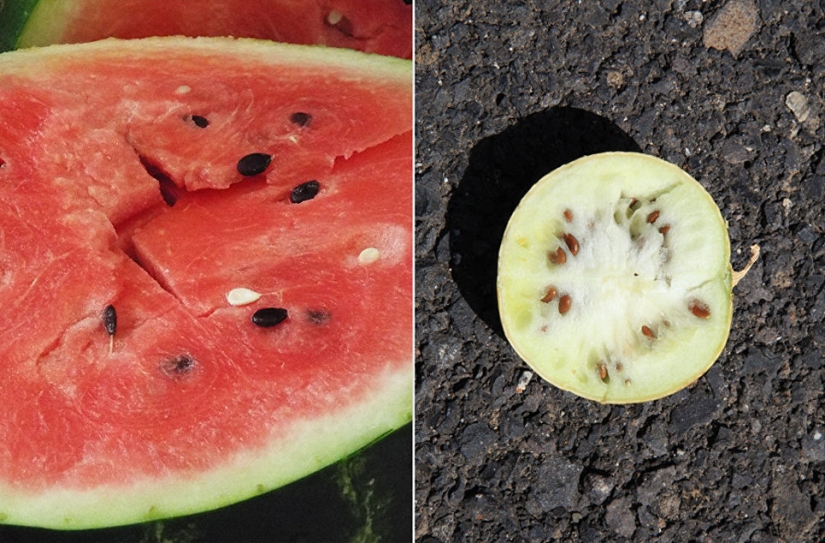 Plátanos con semillas, azul zanahorias bebé: se parecía a los primitivos antepasados de los modernos de frutas y verduras Plátanos con semillas, azul zanahorias bebé: se parecía a los primitivos antepasados de los modernos de frutas y verduras