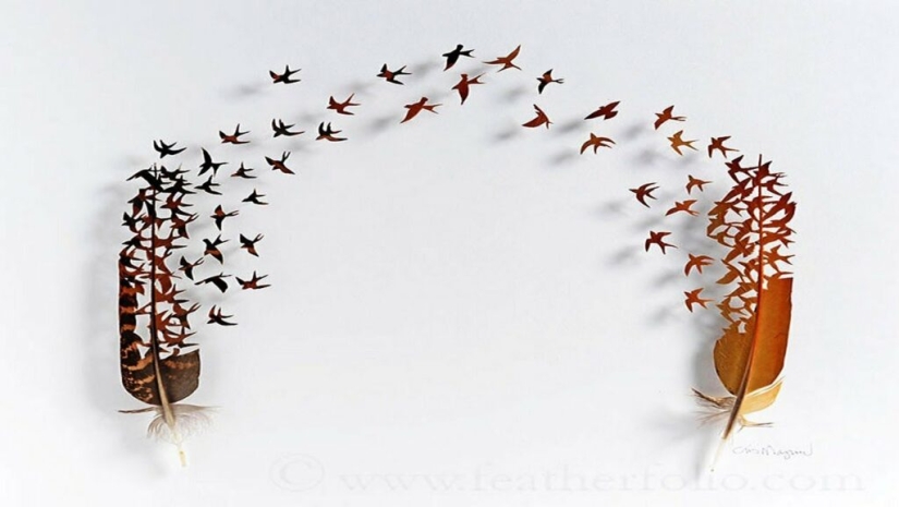 Plumas como arte Plumas como arte