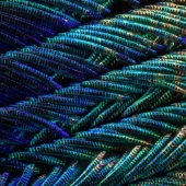 Plumas de pavo real bajo el microscopio