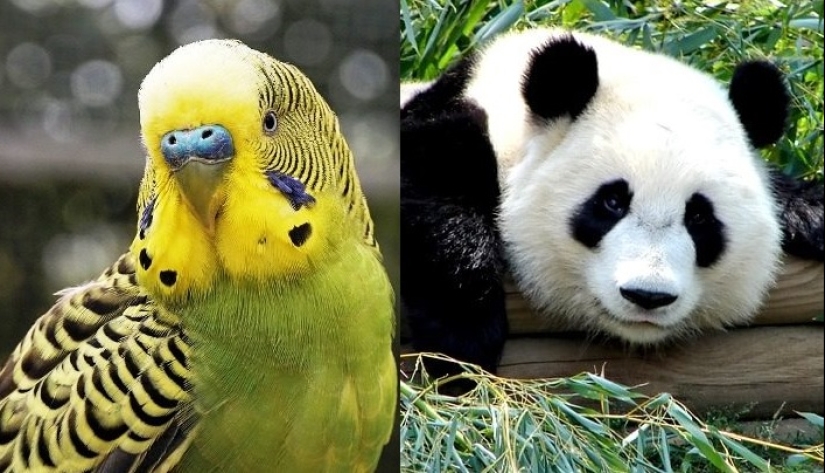 Ponte a prueba: preguntas interesantes acerca de los animales con respuestas