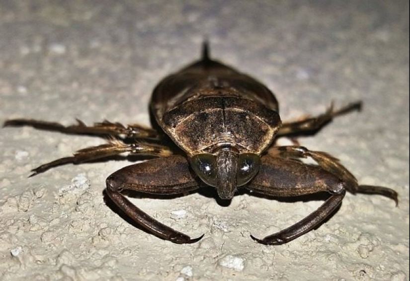 Ponte a prueba: preguntas interesantes acerca de los animales con respuestas