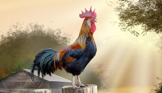 ¿Por qué cantan los gallos y cómo determinan el momento en que cantan? ¿Por qué cantan los gallos y cómo determinan el momento en que cantan?