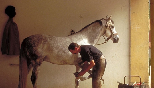¿Por qué el hombre empezó a herrar caballos?