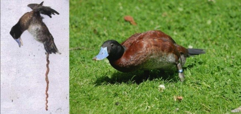 ¿Por qué el pene humano es tan pequeño y simple comparado con el pene de los animales?