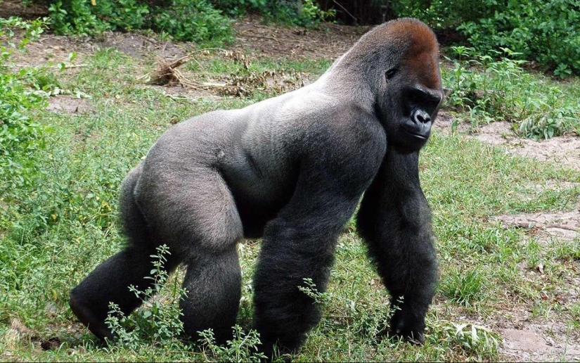 ¿Por qué el pene humano es tan pequeño y simple comparado con el pene de los animales?