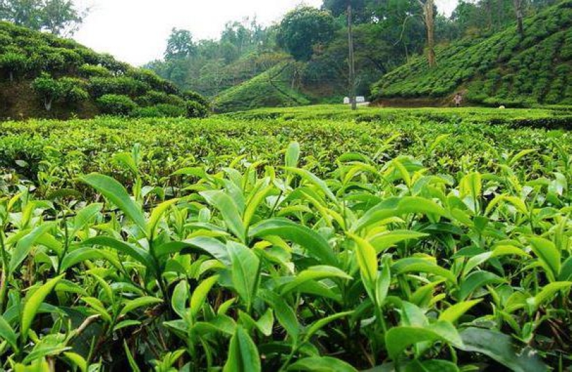 ¿Por qué el té se llama "té"